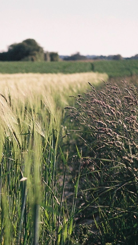 photo de champ de céréale en perspective avec arrière plant flouté